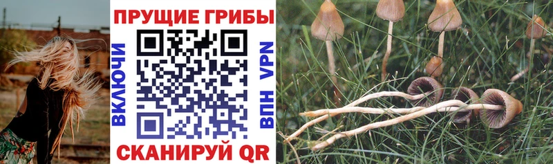 Псилоцибиновые грибы Cubensis Белорецк